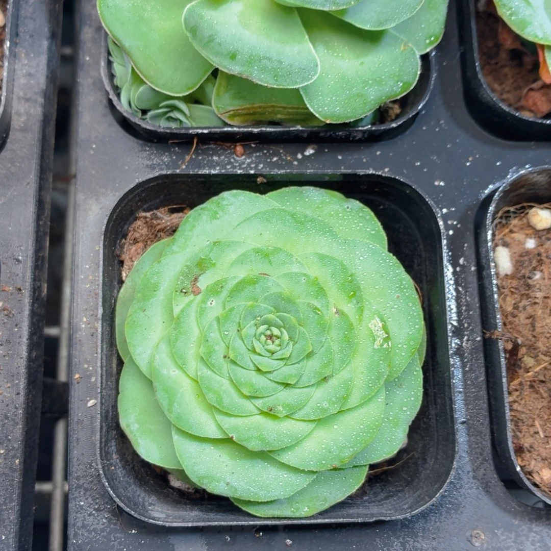 酒杯玫瑰多肉9.9包邮发货