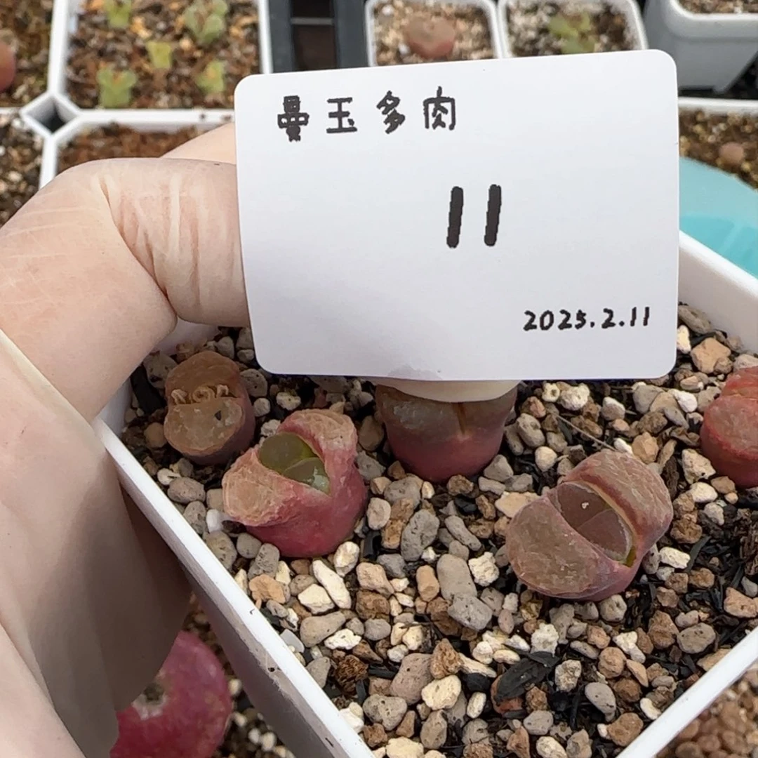 崔*儿多肉多肉多肉2.11-011