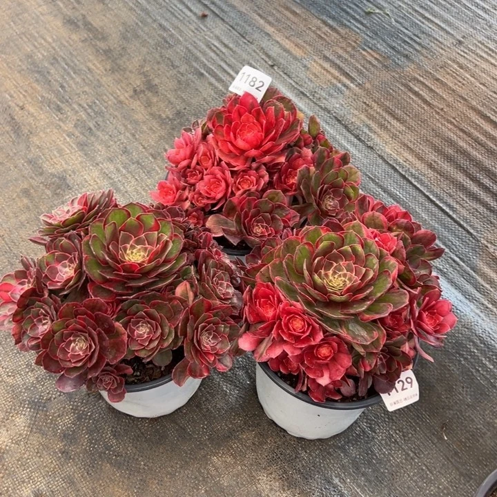 3颗一组，黑魔锦捧花群