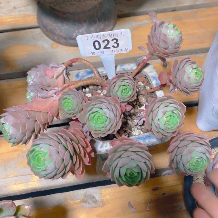 名*谢谢你的支持0000023