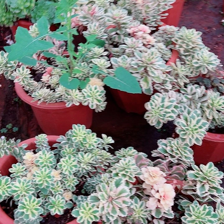 亚特兰蒂斯多肉植物
