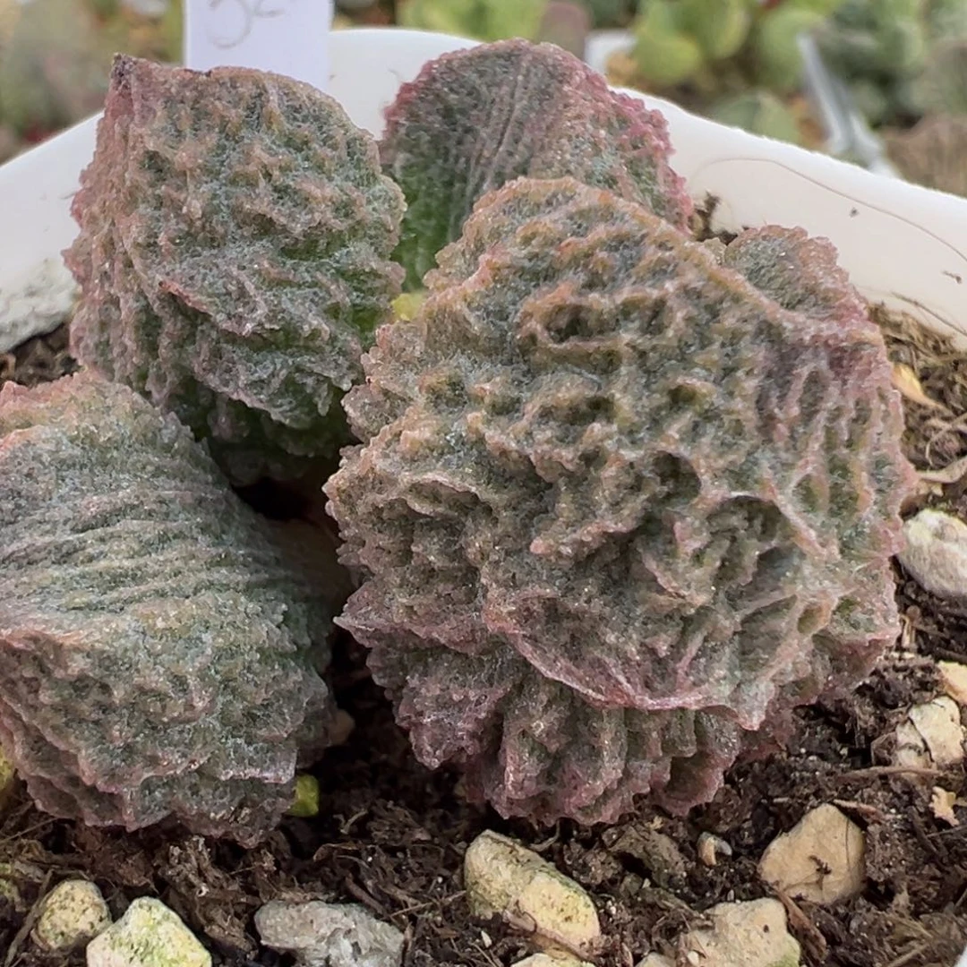 实生新品多肉植物水泡多肉植物