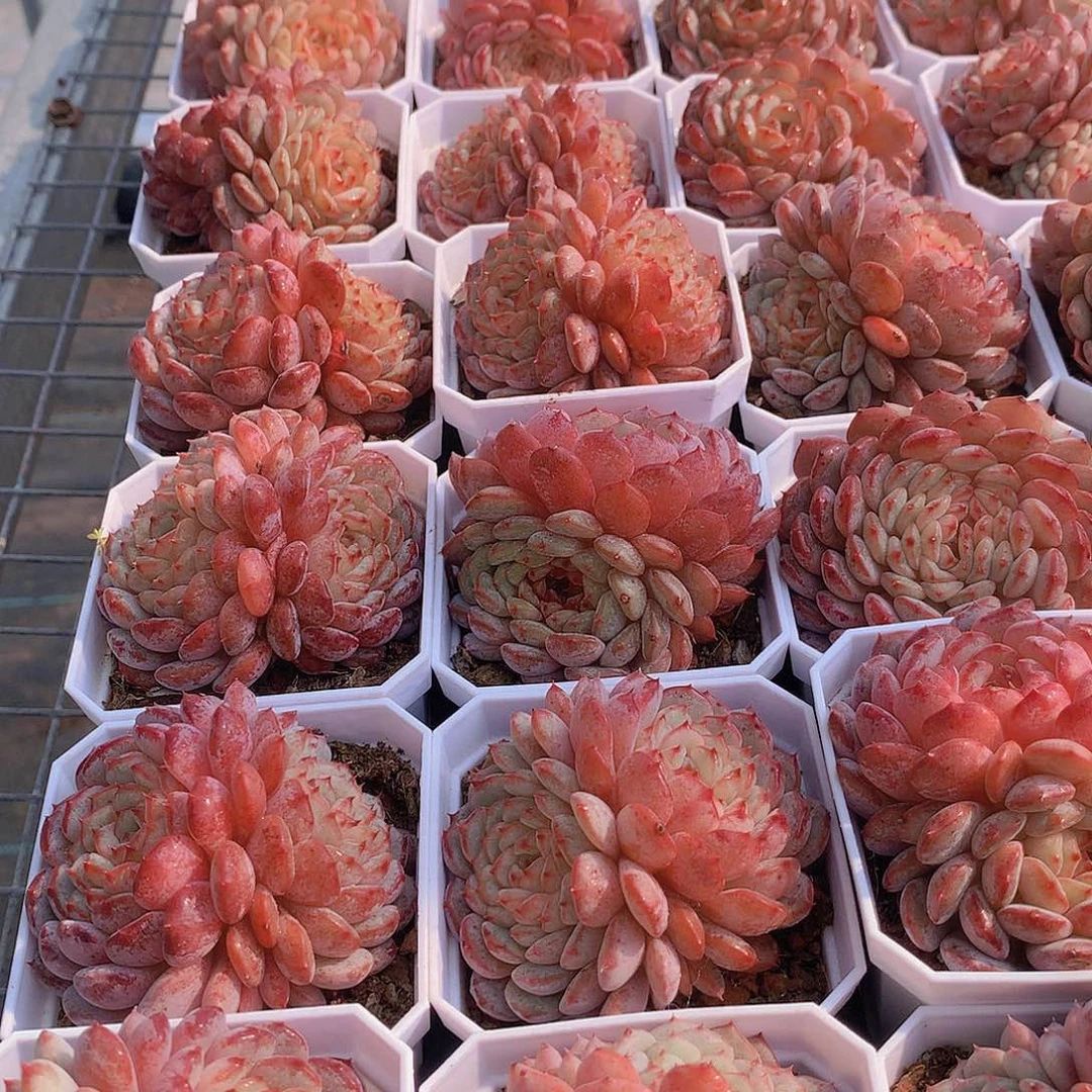 两颗双头白胖子235678990000