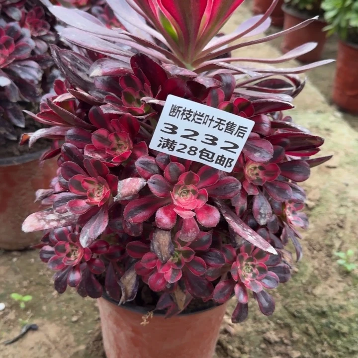 3232二号棚香奈尔E