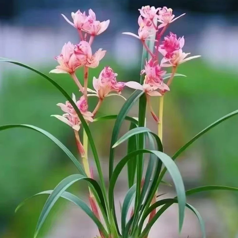 建兰红蝉牡丹室内花卉盆栽浓香型好养四季开花