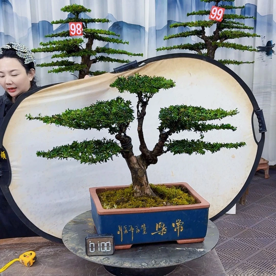 无花朵罗汉松888888888