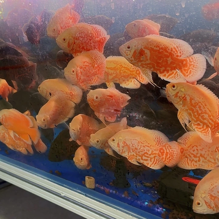 善***途海水啊啊啊啊啊啊啊啊