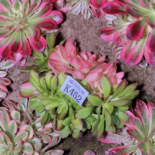 452女巫花脸多肉植物