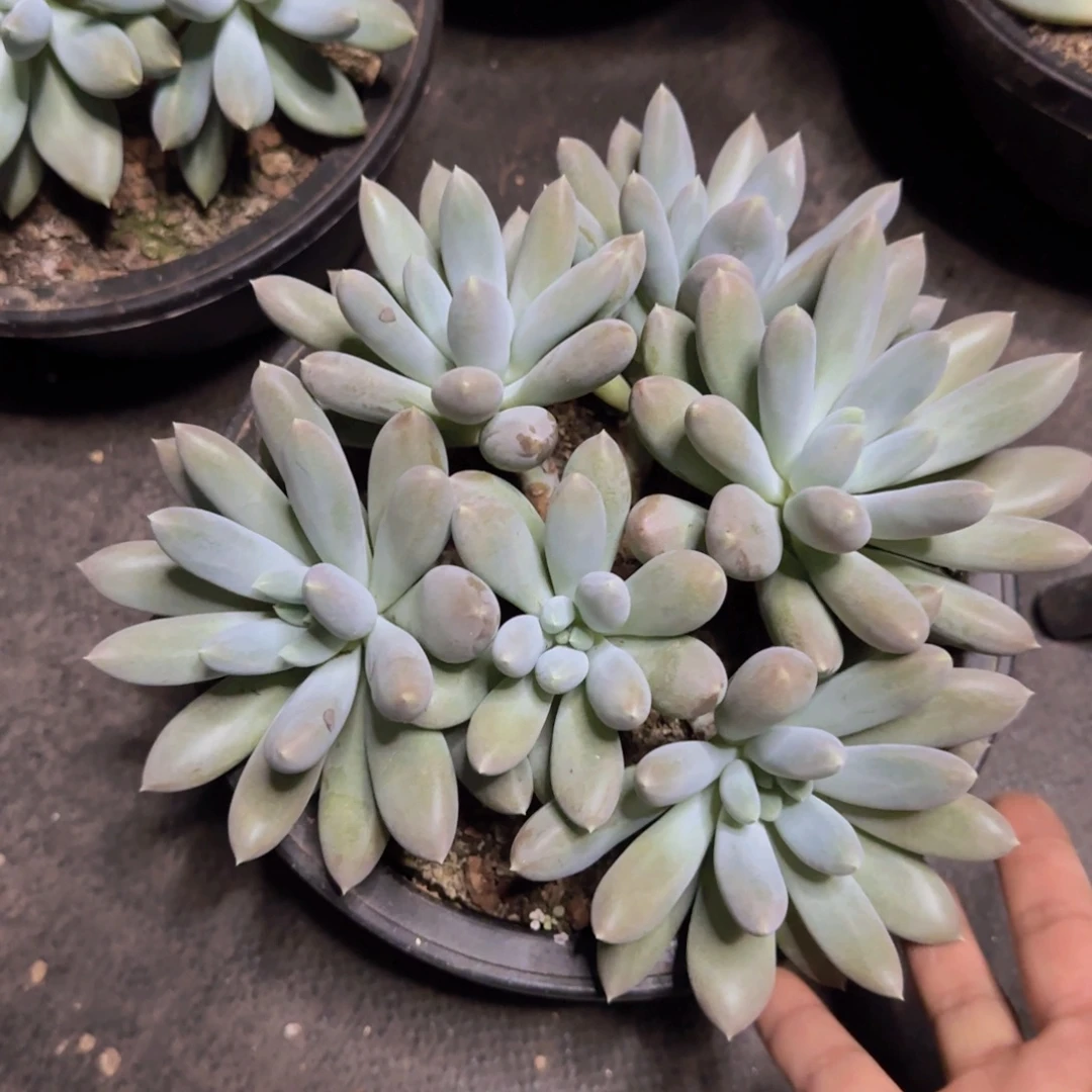 将***往多肉植物多肉植物