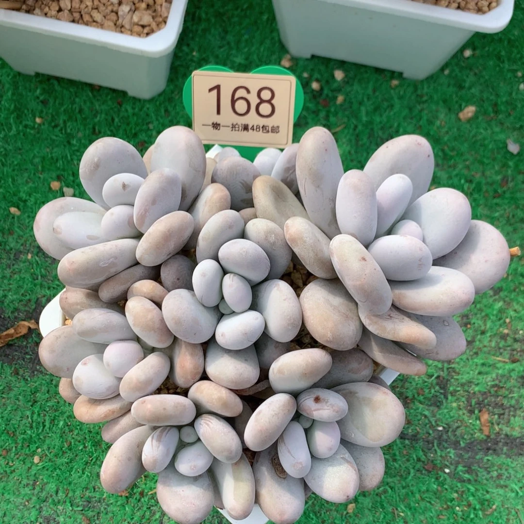 原始奶酪无砍平头捧花168