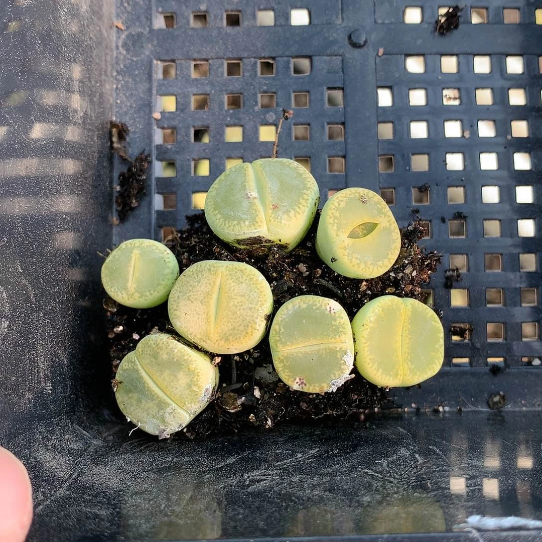 叮*猫H153多肉植物保护研究所