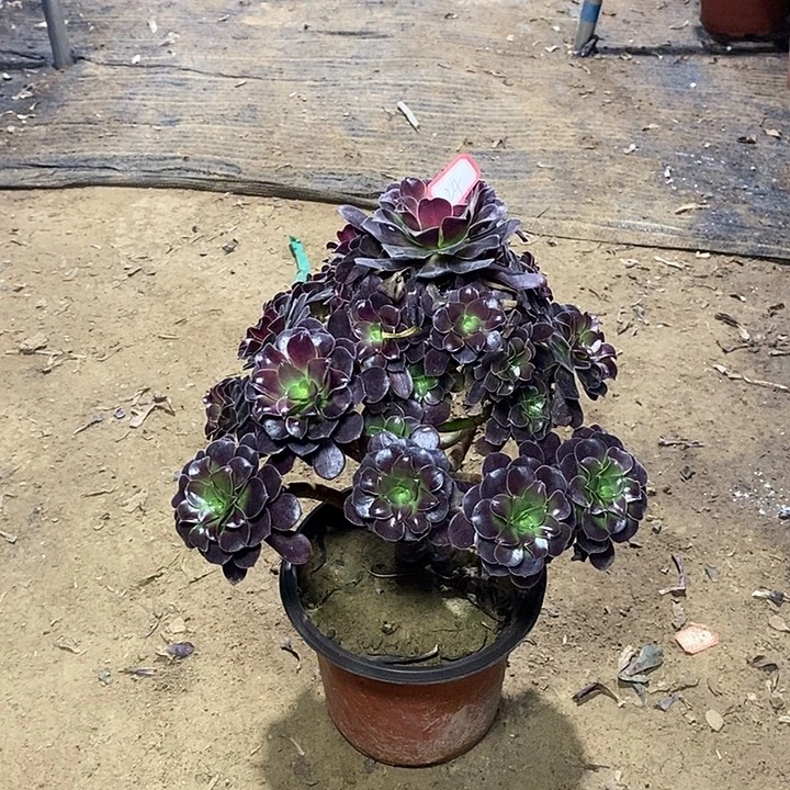 24，鸥紫玫瑰134567889999