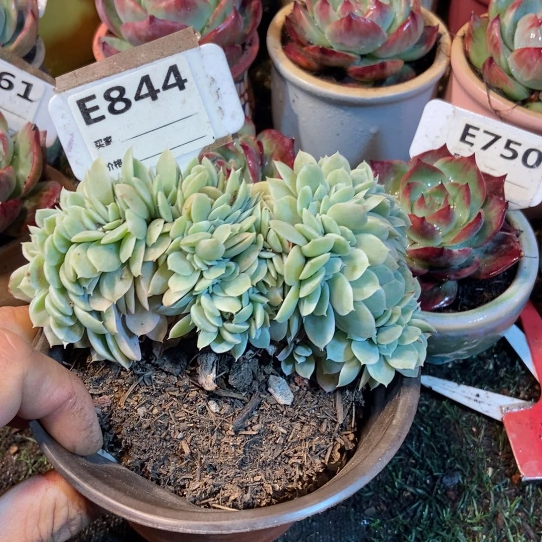 多明戈缀多肉植物