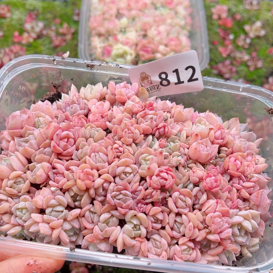 多肉植物多肉植物