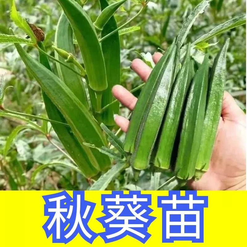 秋葵苗带土秧苗红绿秋葵苗水果四季盆栽秋后种的蔬菜苗耐寒南方种