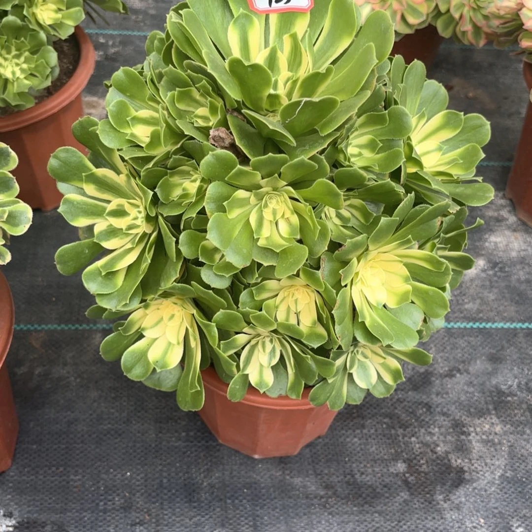 全部花朵123西尼亚多肉植物