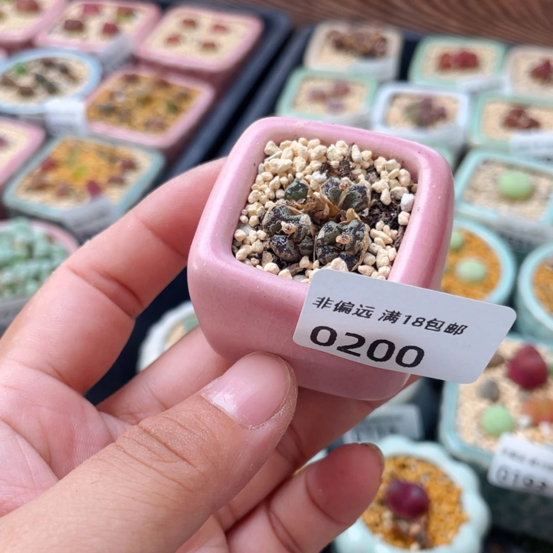 无花朵0200--一物一拍 带盆