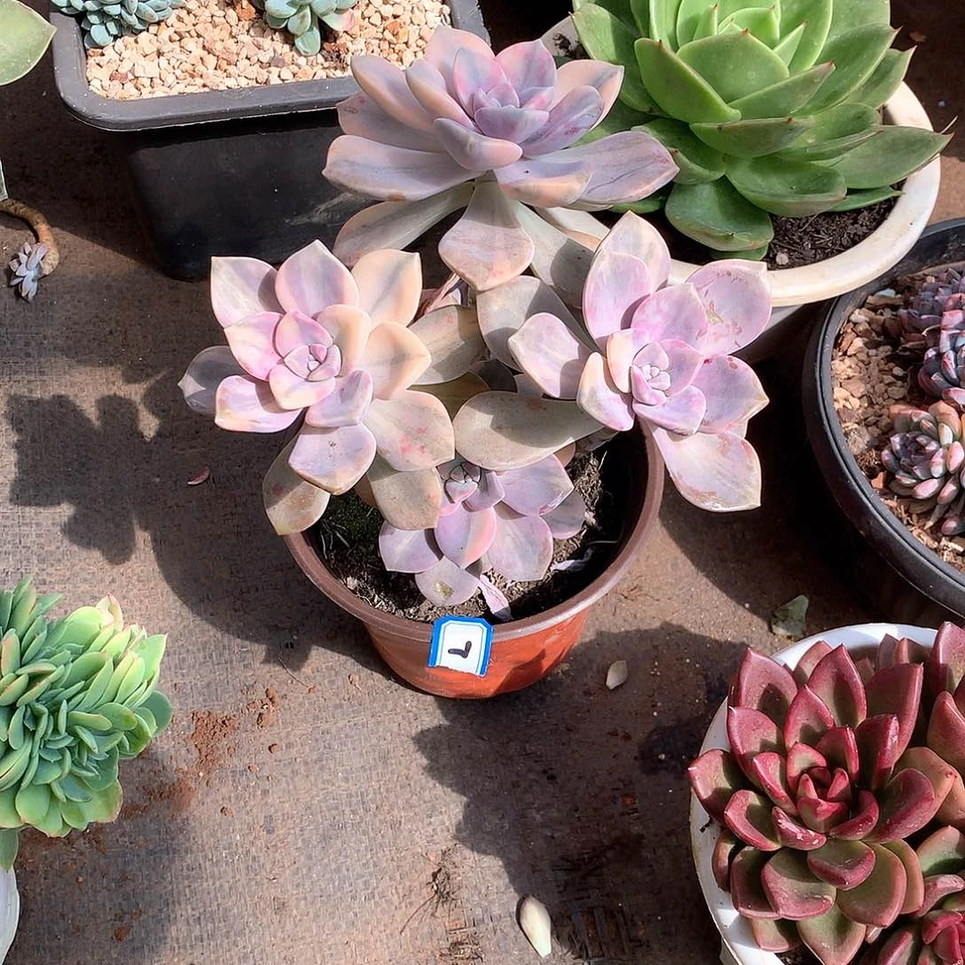 07紫乐锦一物一拍多肉