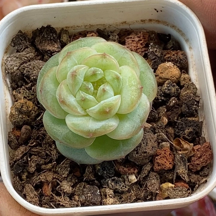 天官赐福百无禁忌