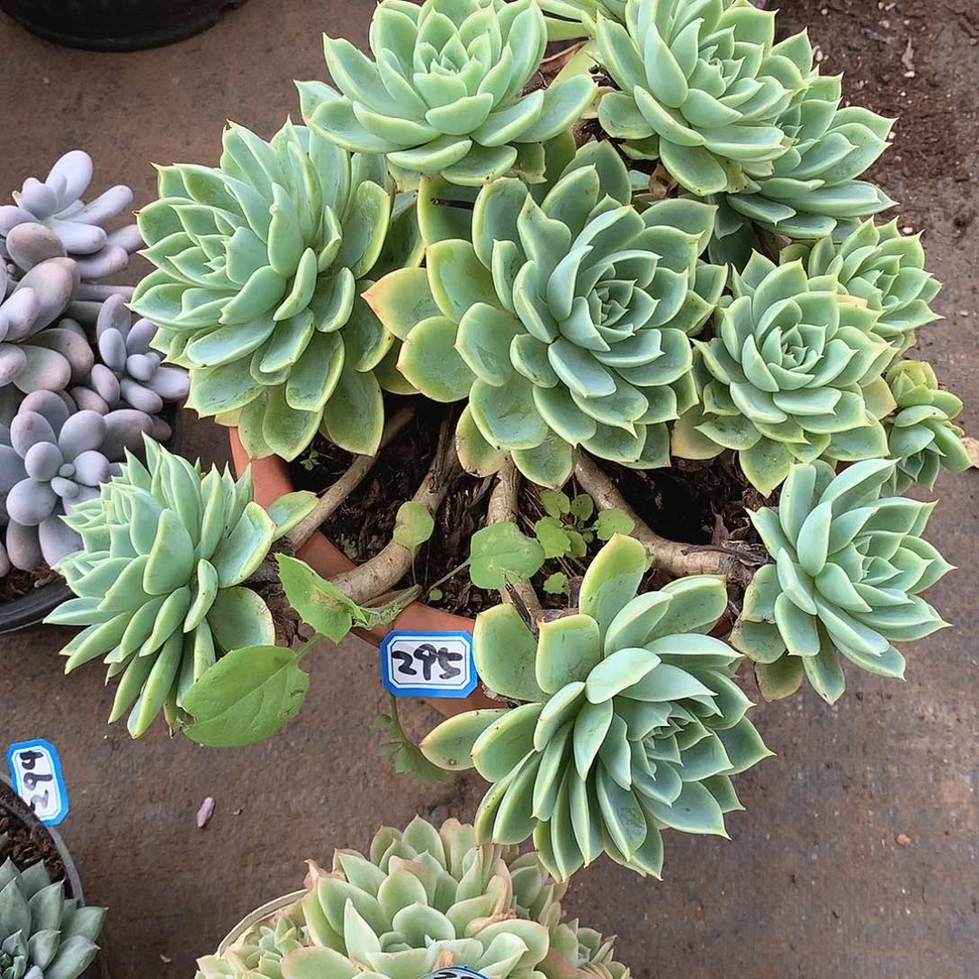 295三色堇 一物一拍多肉