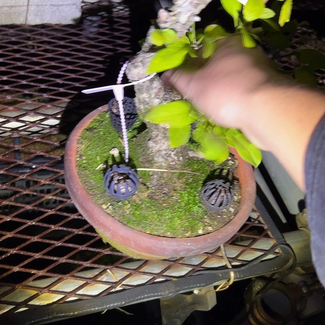 无花朵盆景不包邮6751