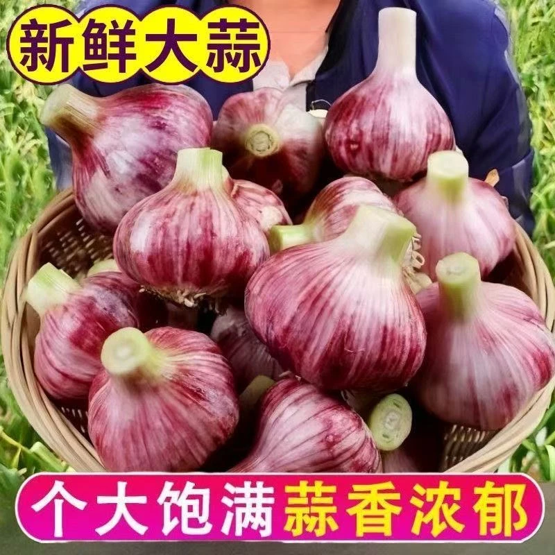 25年头茬云南新鲜现挖紫皮大蒜头多瓣蒜湿蒜糖醋蒜香辣多汁大蒜头
