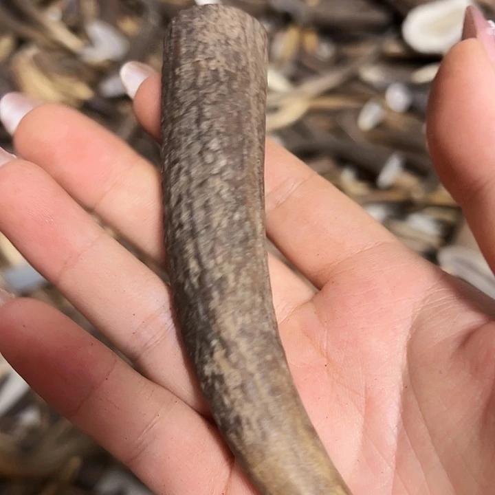 角***鱼香榧木木雕款鹿角