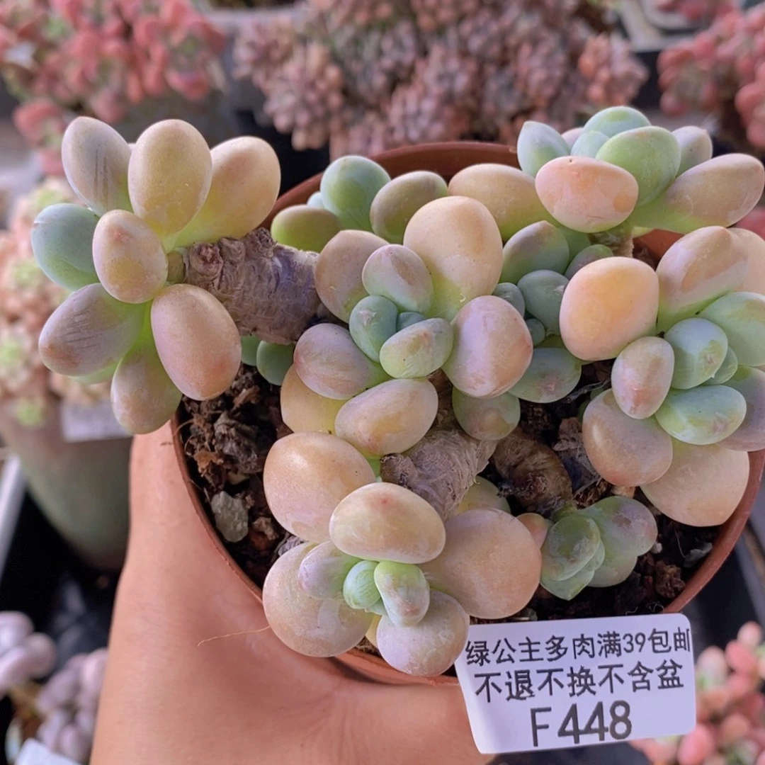 香水洛神11cm448多肉