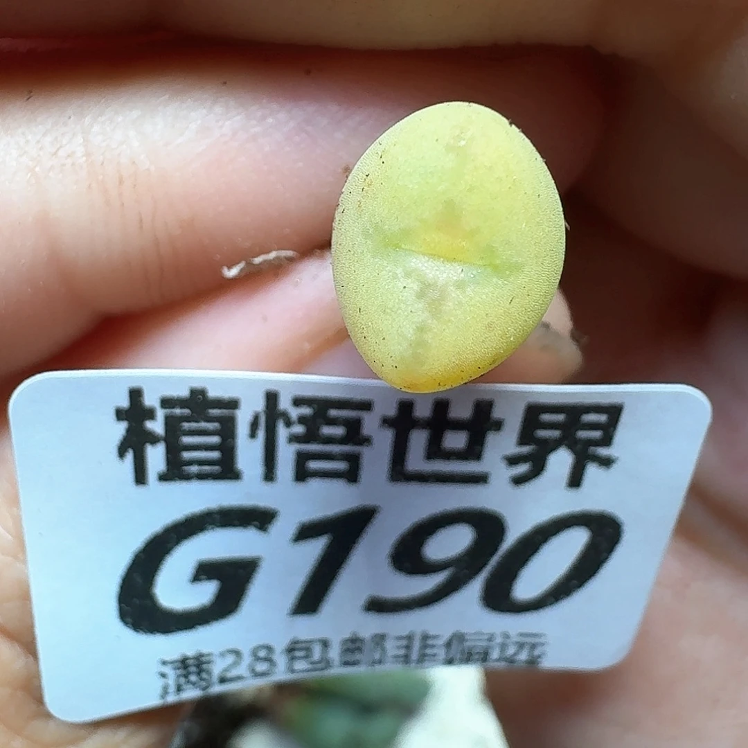 多肉植物的人生fhb