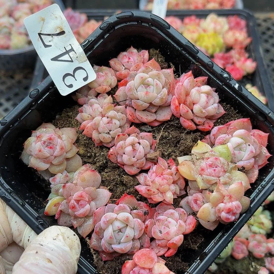 多肉植物多肉植物347