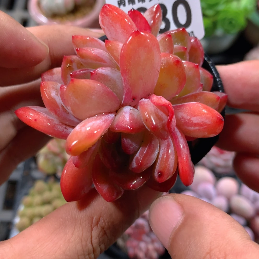 5CM拇指盆精控多肉ZP630