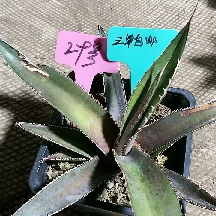 【闪购商品】无花朵龙舌兰鲨齿龙