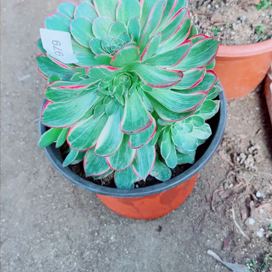 粉花妖法师多肉979