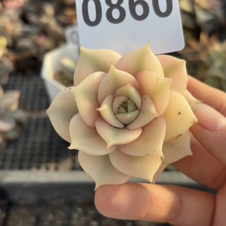 贝加尔湖多肉植物满18包邮当场凑单