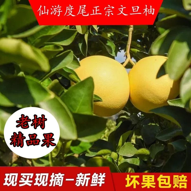 正宗产地新鲜柚子香甜多汁水嫩应季水果现摘现发度尾文旦柚子