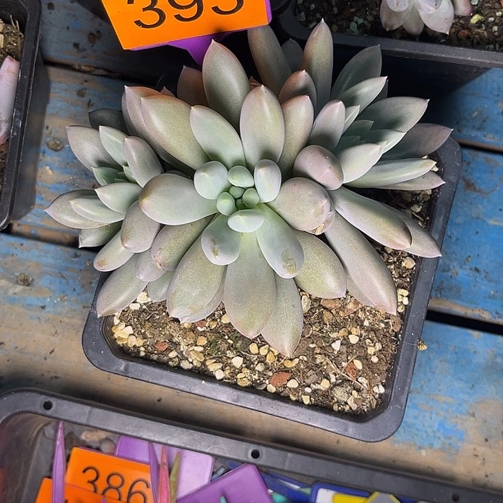 多肉植物红胖体哥特