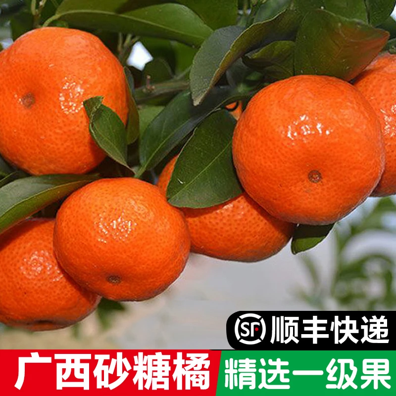 【欧欧姐专属】顺丰正宗广西砂糖橘精品沙糖蜜桔小桔子新鲜当季水果