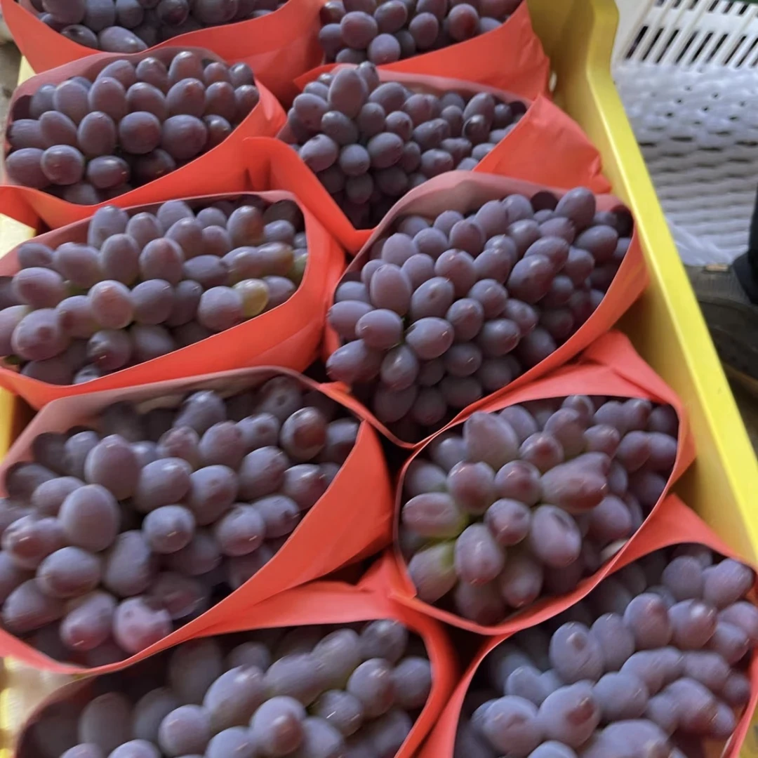 【茉莉香】葡萄现摘新鲜水果提子红提无籽小葡萄孕妇水果包邮到家
