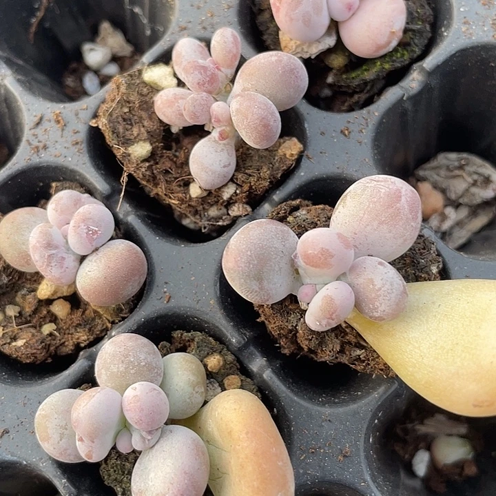 油煎随机发满18包邮