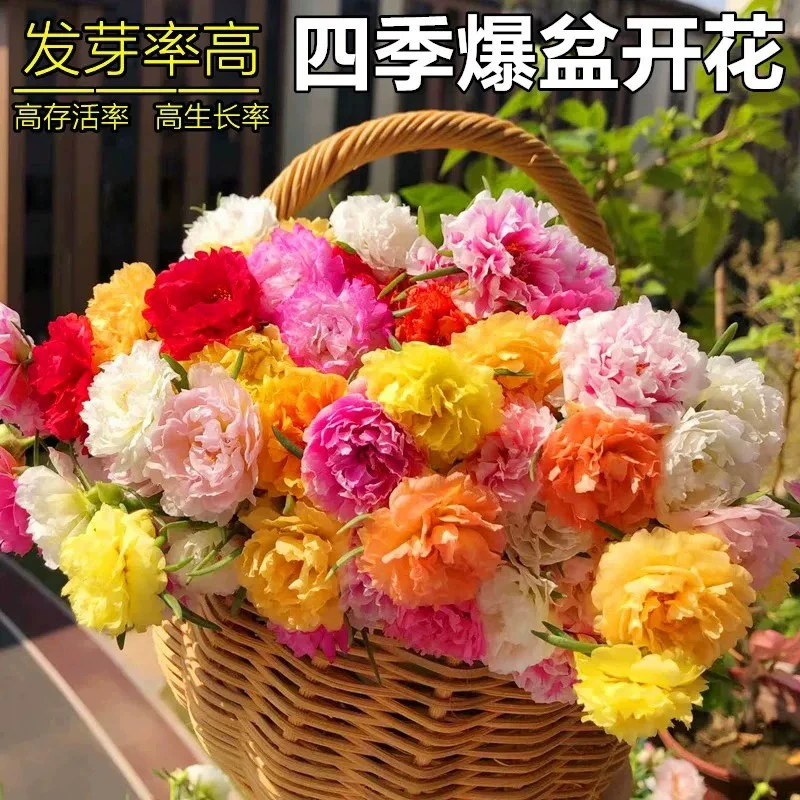 新疆包邮重瓣太阳花花种子花籽四季开花室内花卉易活室外种子花种