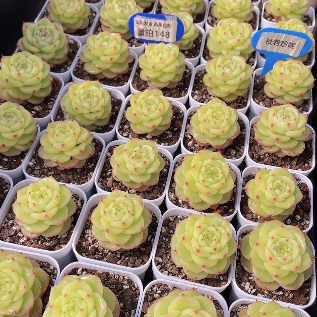 量拍148号 杜若珍妮单头一个