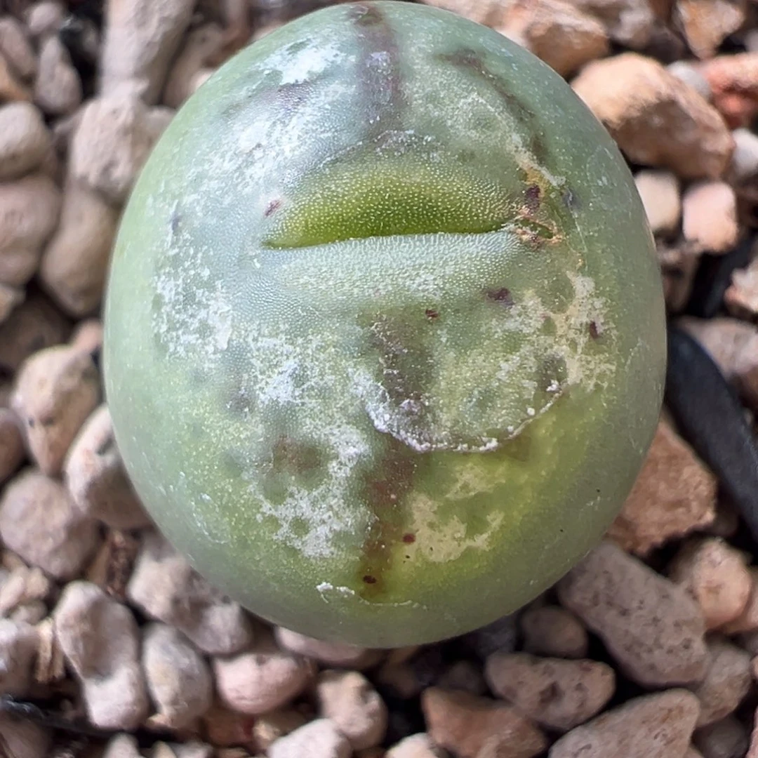 中奖多肉植物多肉植物