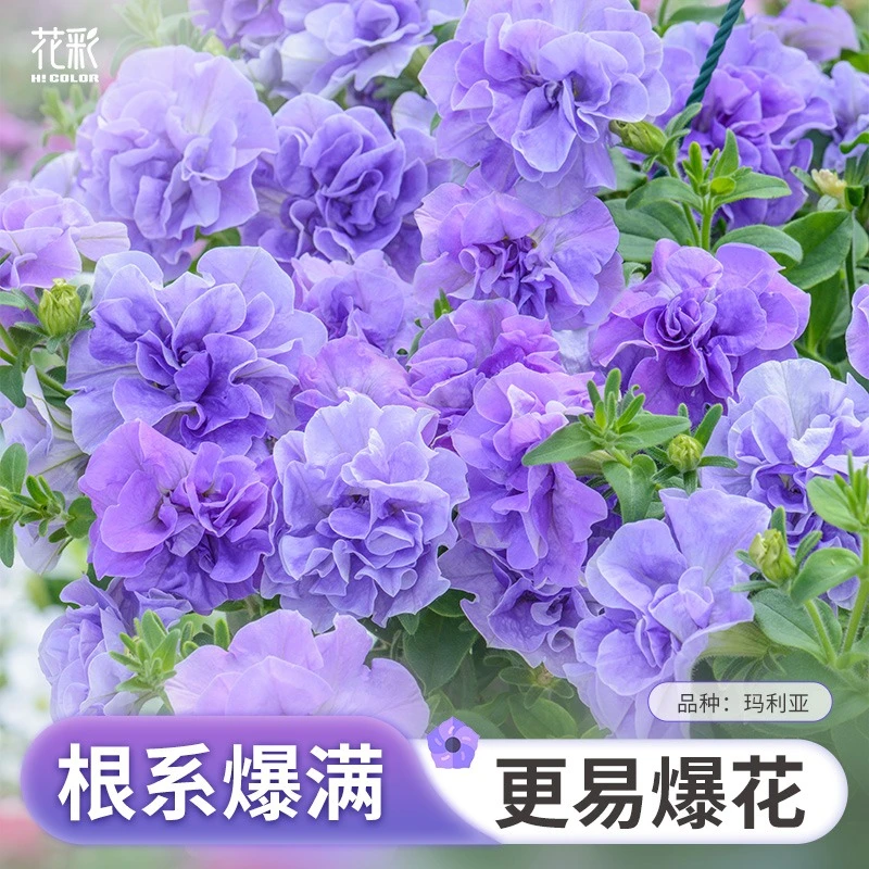 【庭院植物】重瓣垂吊矮牵牛20cm盆栽阳台庭院花园多年生花卉易爆花