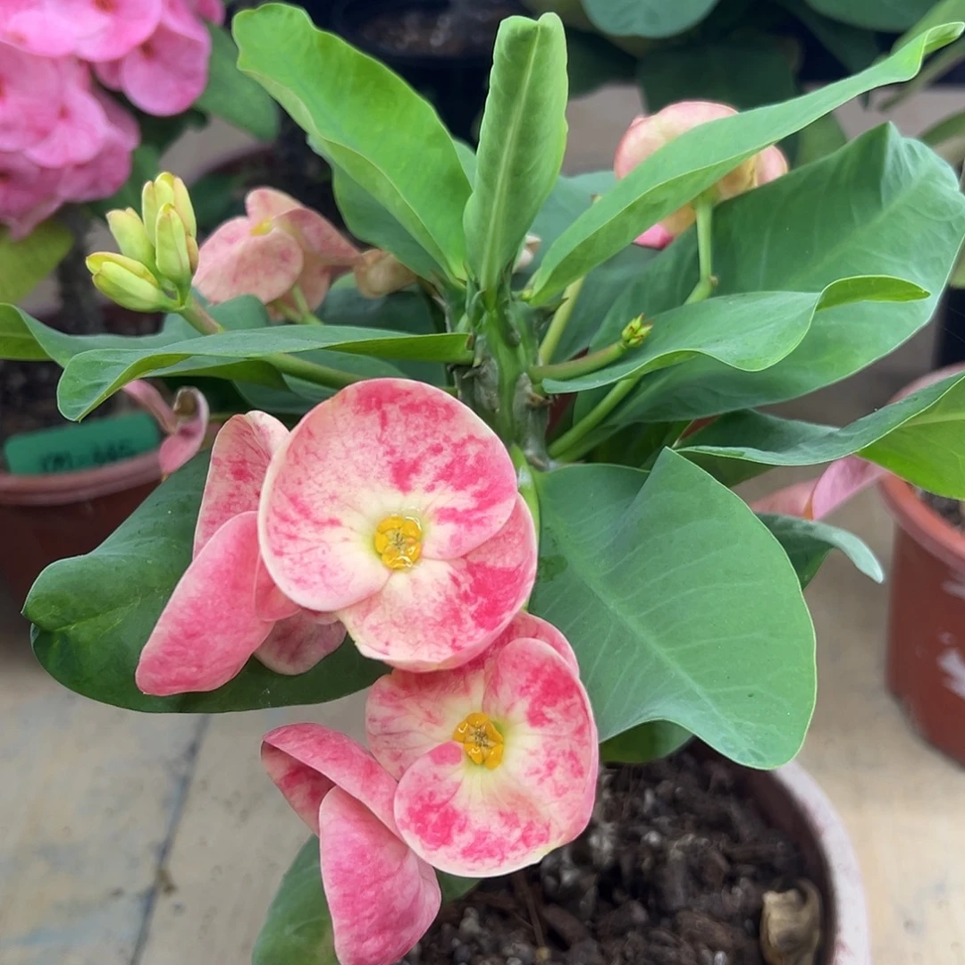 麻雀仙女泰国大花虎刺梅