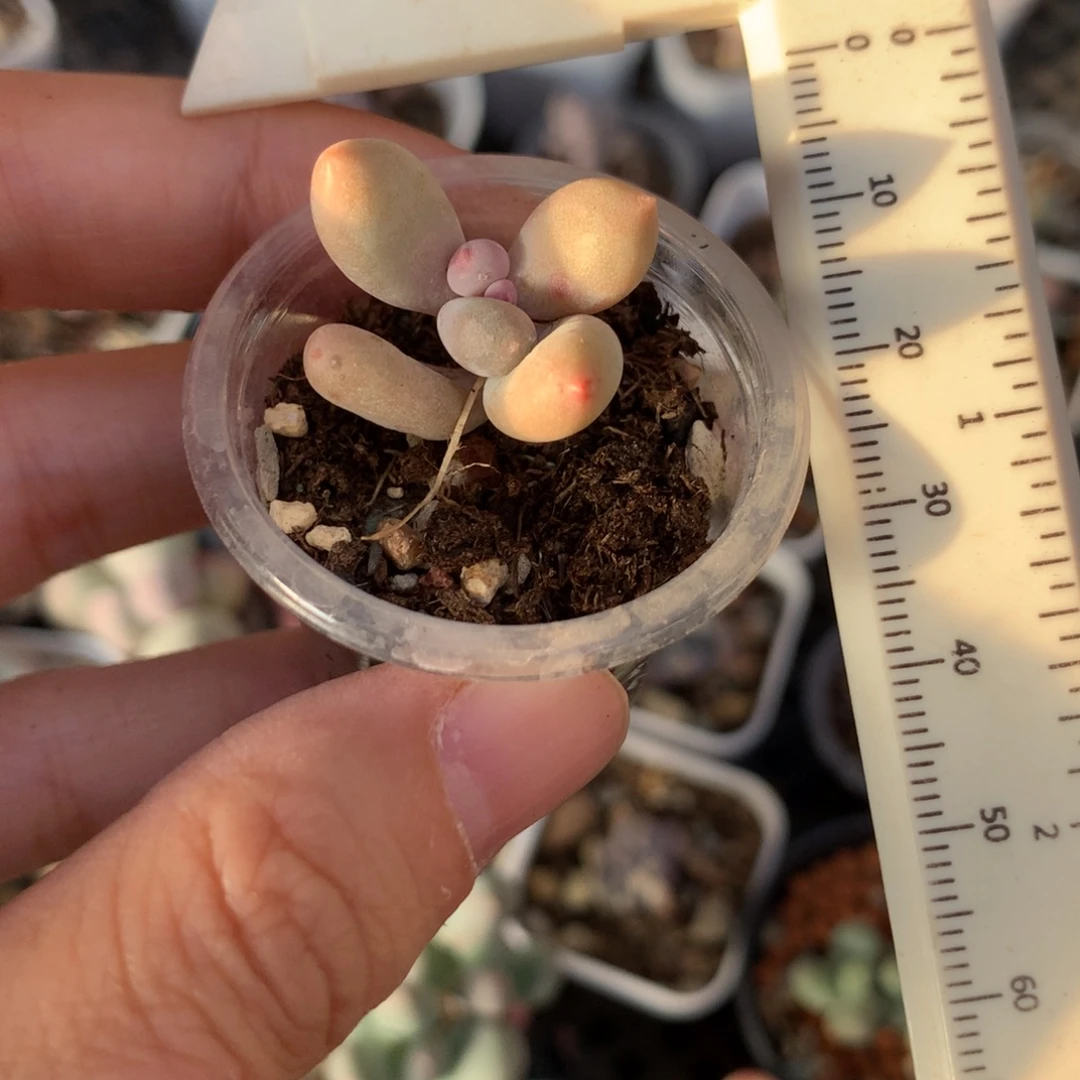 韩国彩虹有砍老桩