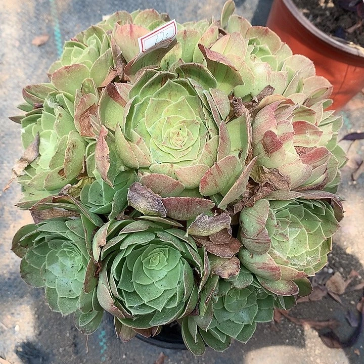 552圣罗兰多肉植物