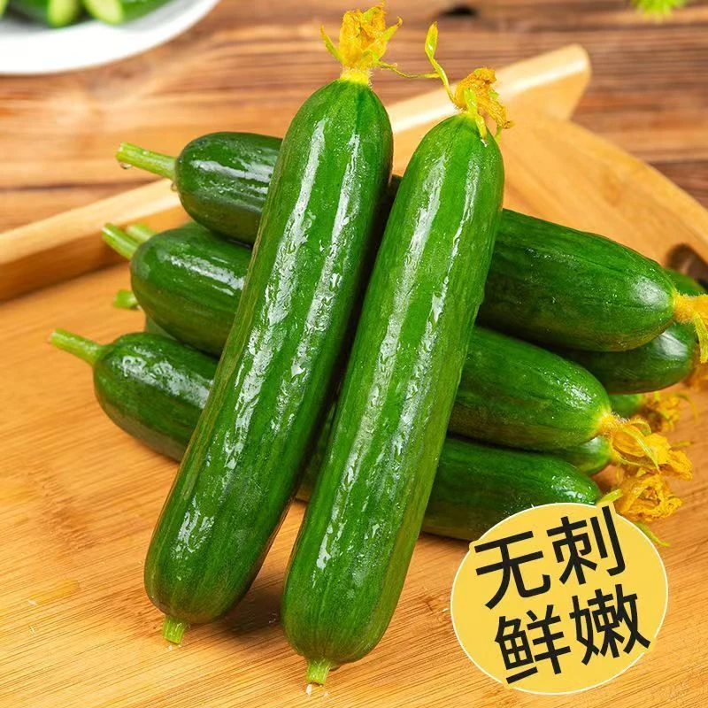 【应季爆款】山东寿光水果黄瓜现摘现发试吃装3斤5斤生鲜砖线次日达新鲜水果黄瓜