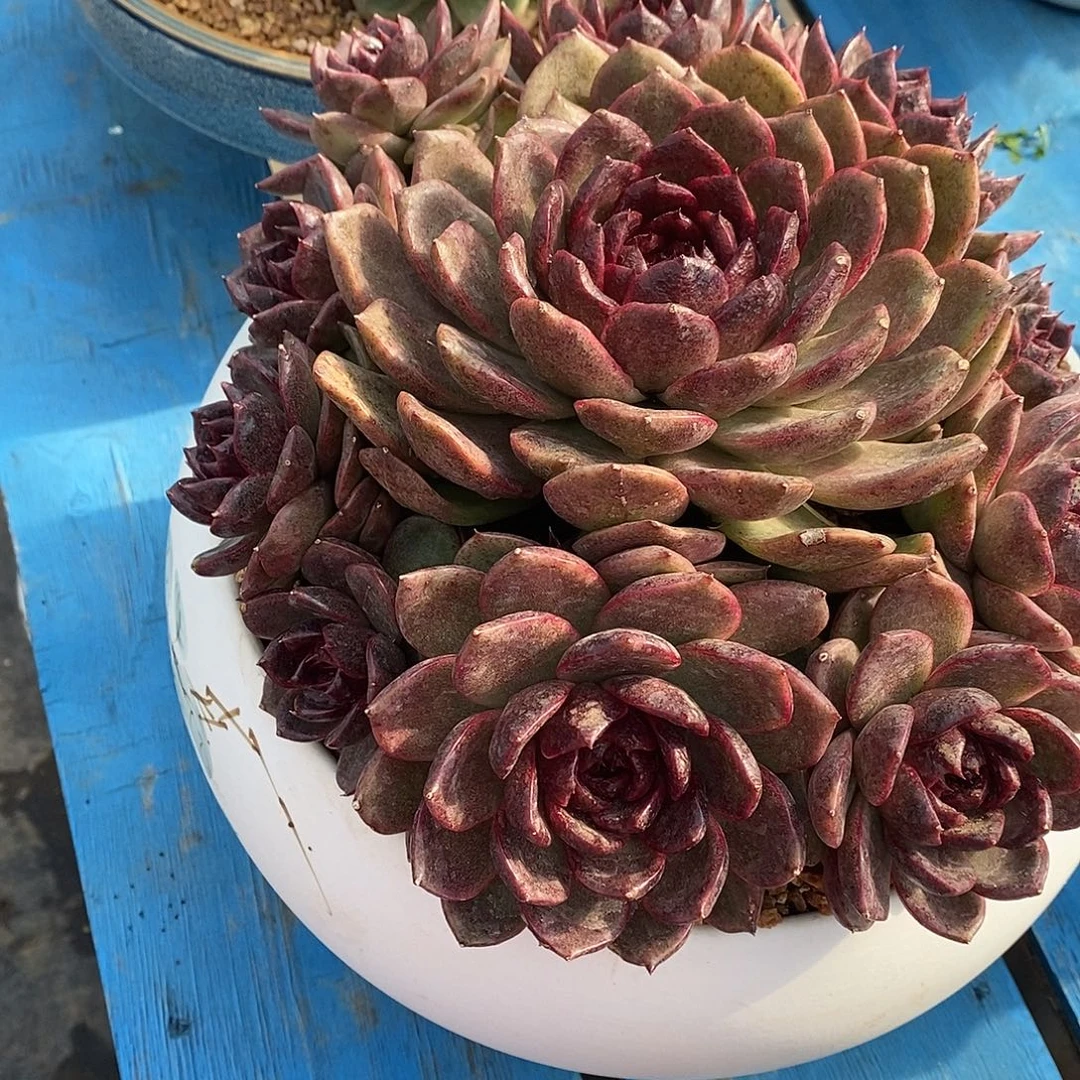 遂***姐黑蔓吧多肉植物包邮到家