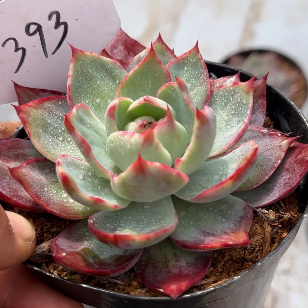 惊鸿一物一拍包装收缩花旱393