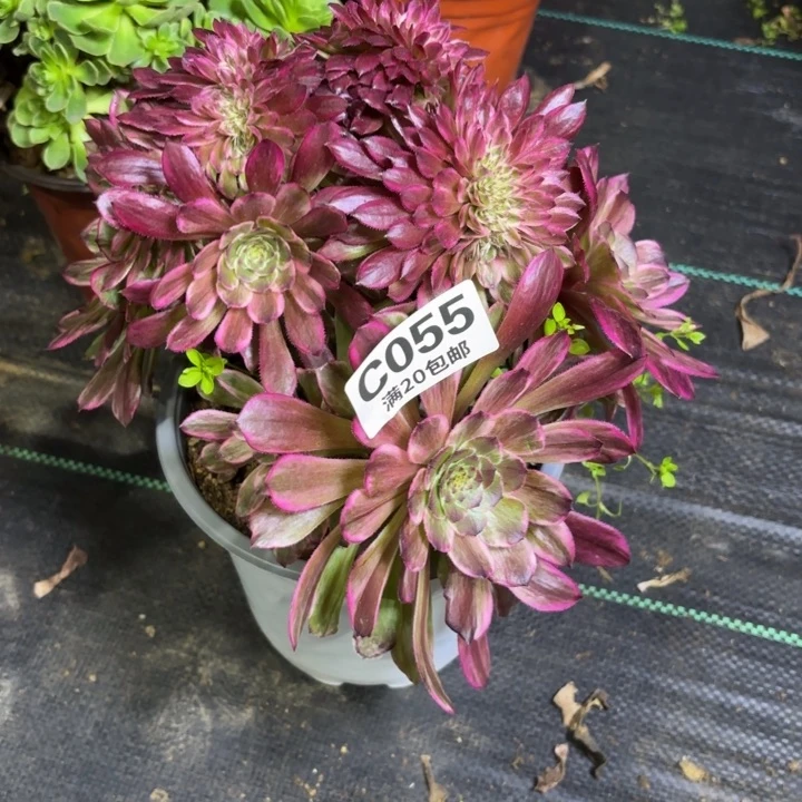 瑞妈一物一拍055